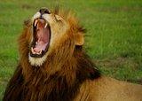 lion-yawn-2-big-610x437.jpg