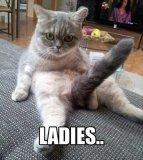 ladies-horny-cat1.jpg