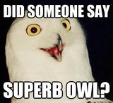 superb owl 1.jpg