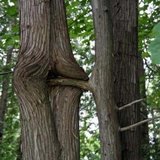 how-trees-are-made-03.jpg
