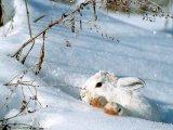 Snow-Bunny-wild-animals-2785485-1024-768.jpg