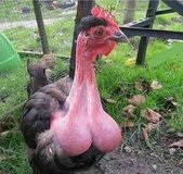cock.jpg