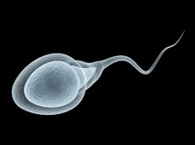200731130539-human-sperm-stock.jpg