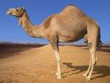 camel-01.jpg
