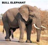 elephant-BULL.jpg