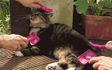 GIF_catpampering.gif