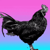 Bbc Rooster GIF by Shawn Mozen