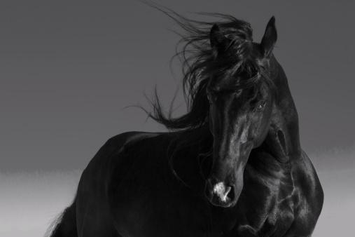 221112-507x338-Black-stallion.jpg