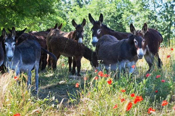 depositphotos_9272894-stock-photo-herd-of-donkeys-in-italy.jpg
