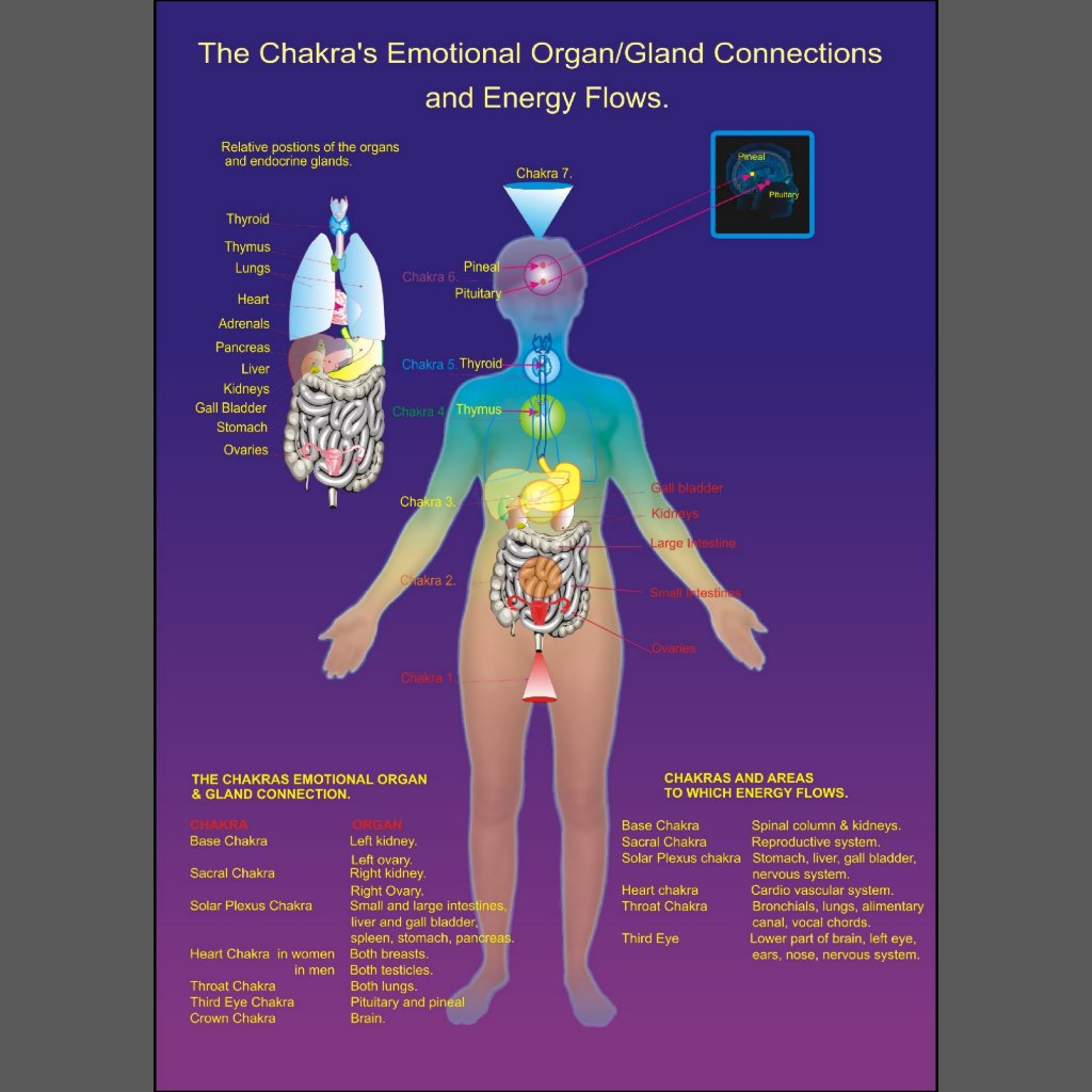 the_chakra_organ_gland_and_energy_flow_poster-rfb514a841f03434981ec80be2acc4686_i5g0v_8byvr_1024.jpg