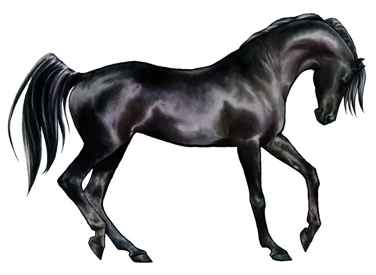 efde2970599dbf30f9f5726145df41f7--black-arabian-horse-the-black-stallion.jpg